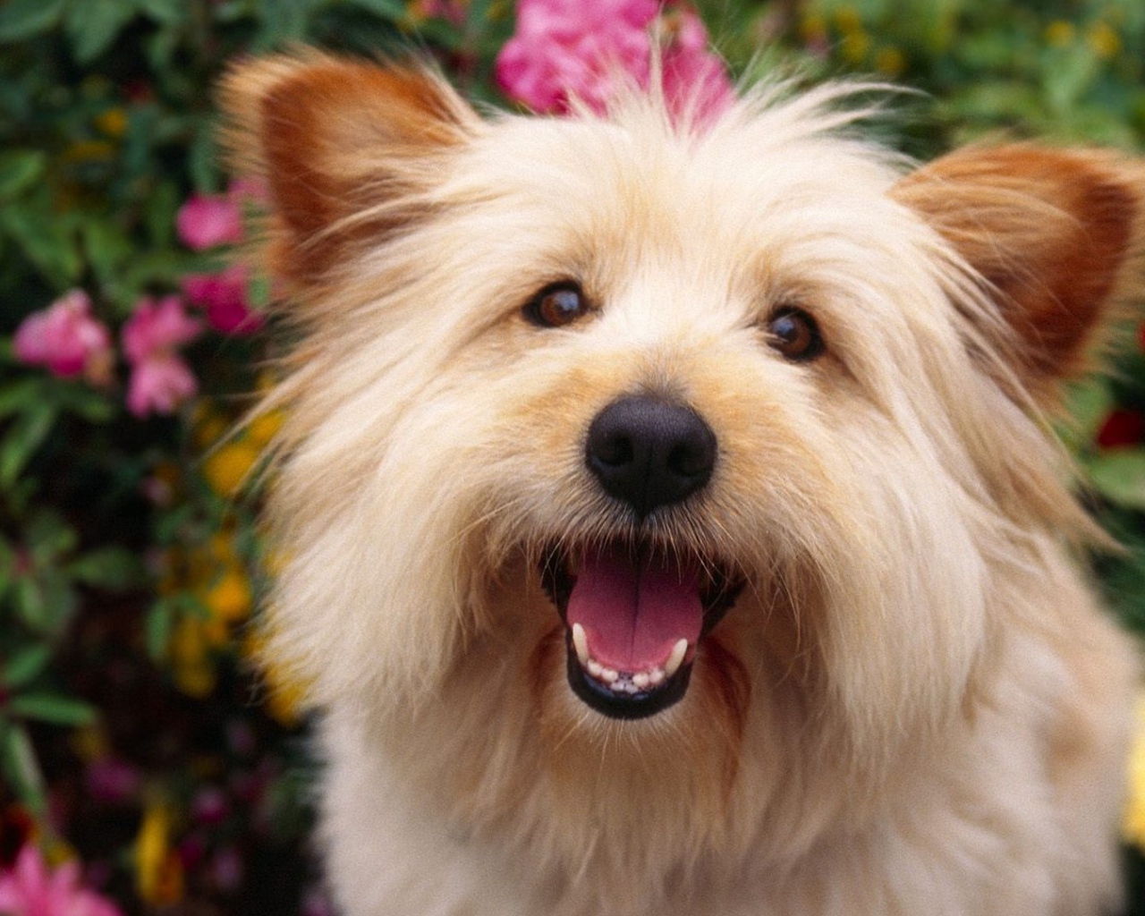 Собака выражает радость