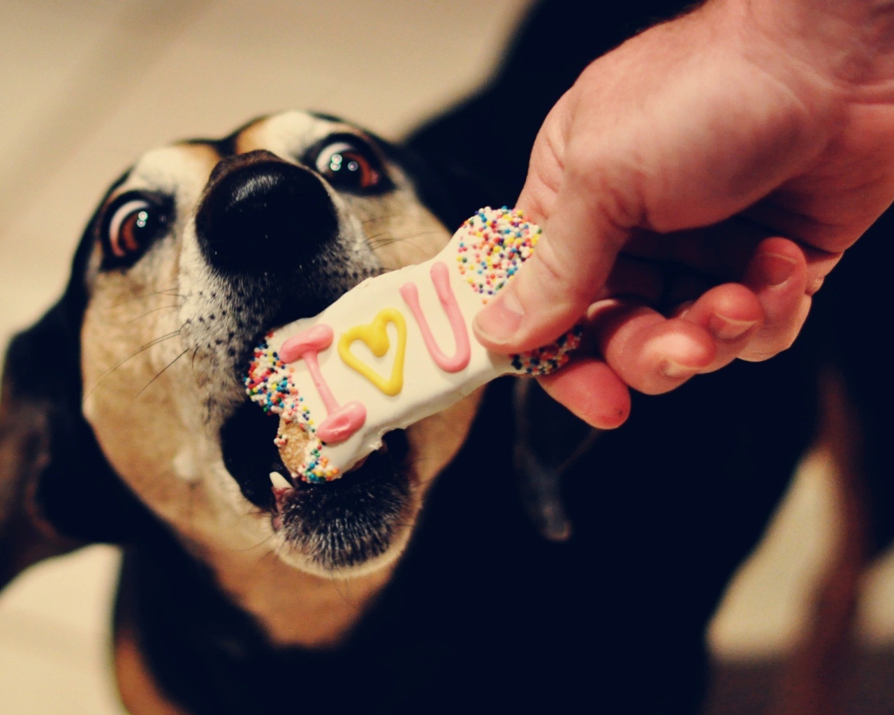 Собаке дают печенье