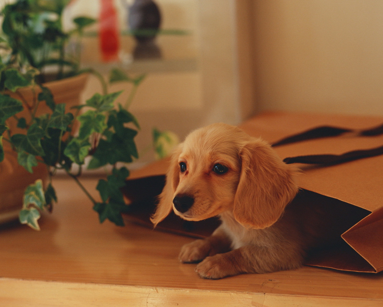 Собака в подарочной сумке