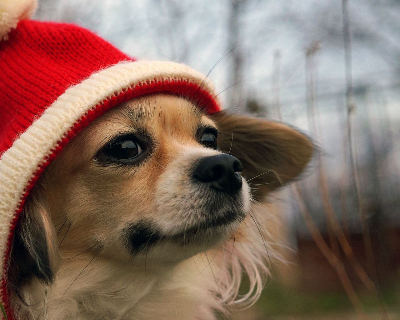 Собачка в красной шапке