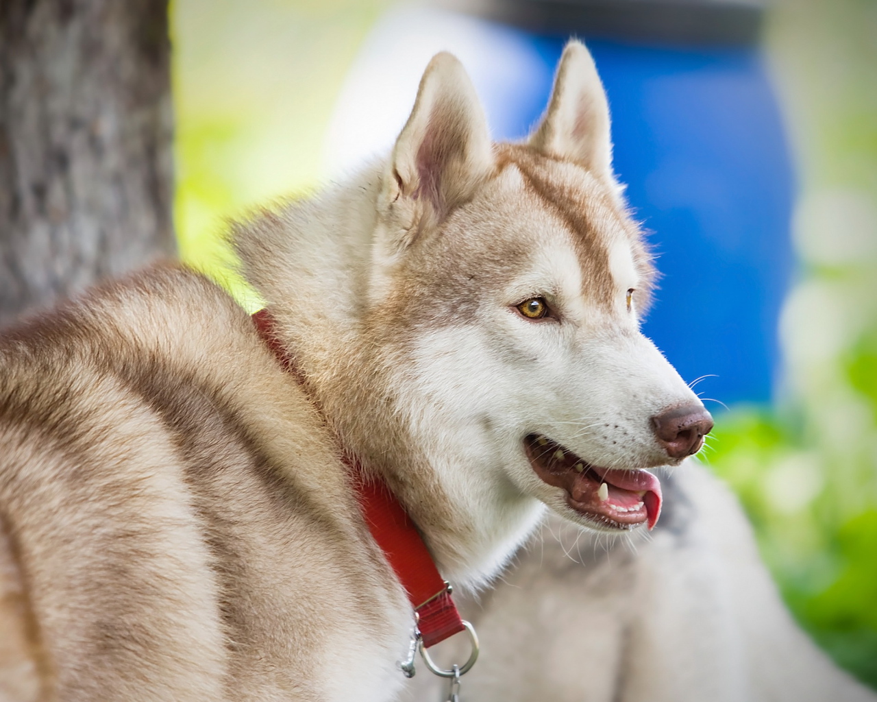 Собака в красном ошейнике