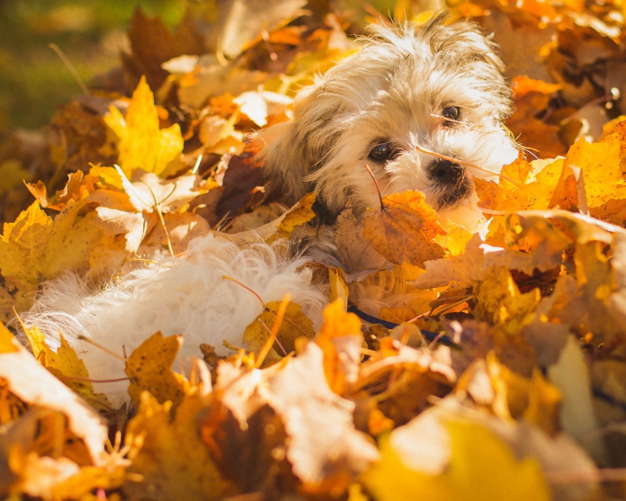 Собака в осенних листьях