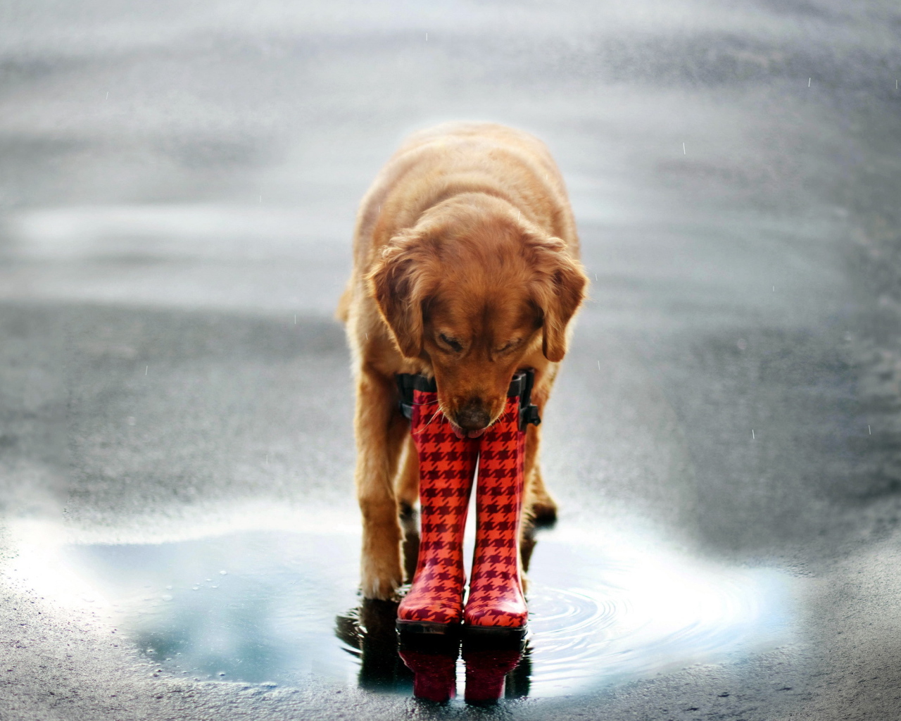 Собака в сапогах