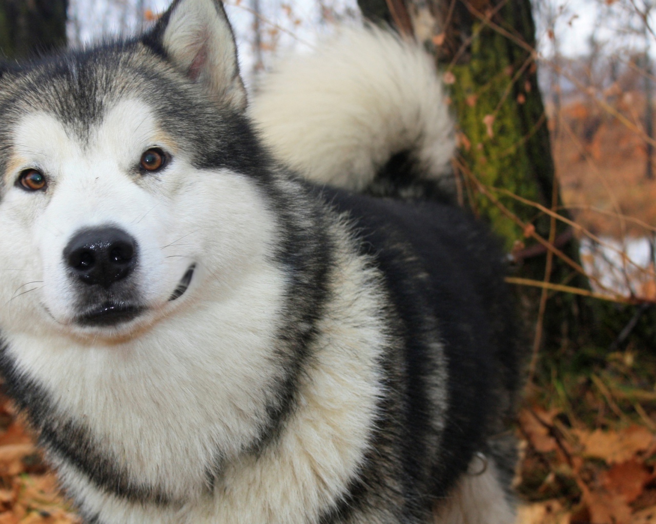 Лайка в осеннем лесу