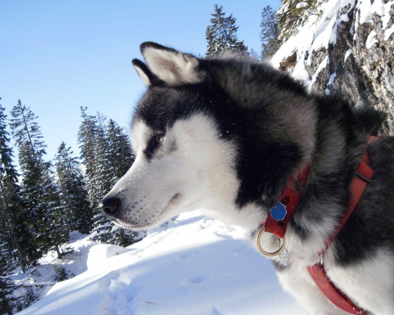 Лайка в тайге