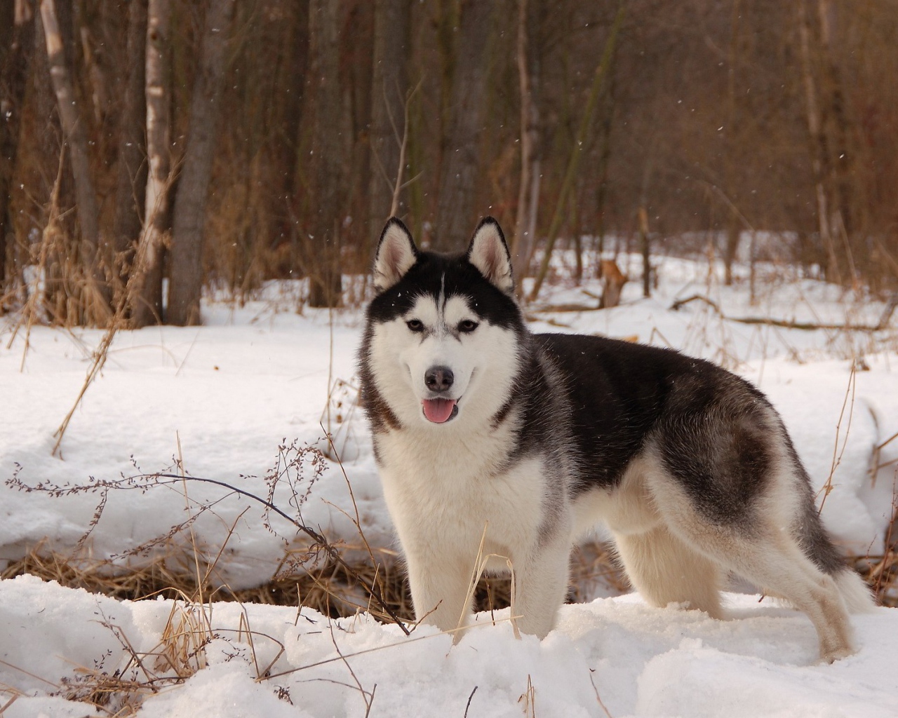 Лайка  в весеннем лесу
