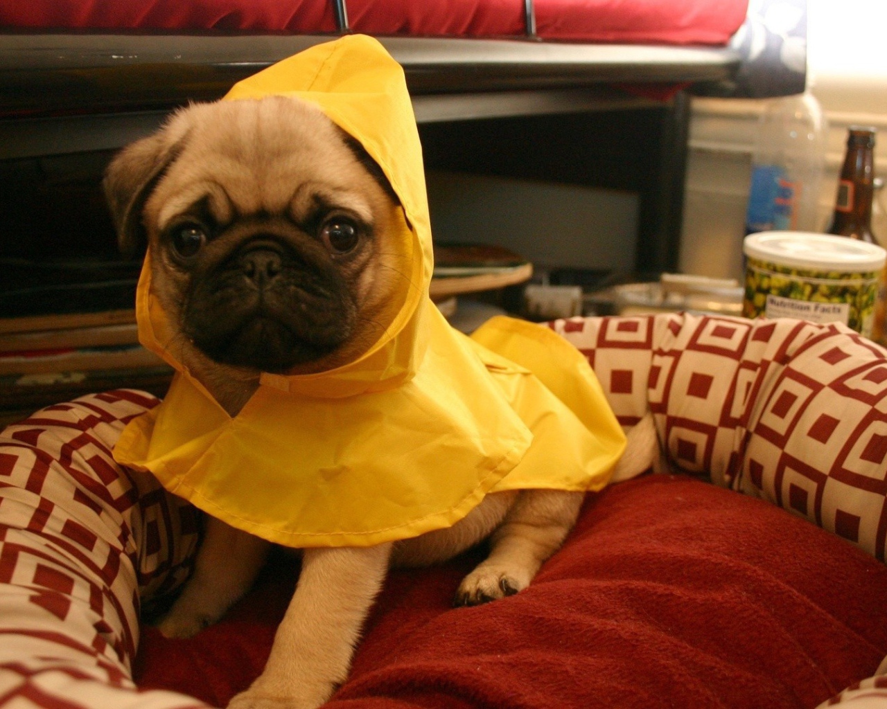 Собака в желтой пижаме