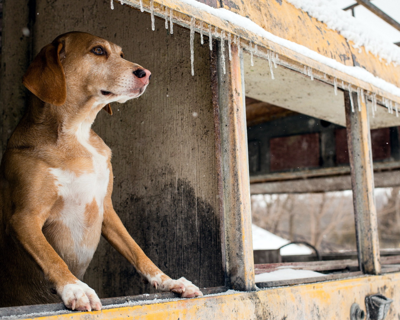 Собака смотрит в окно