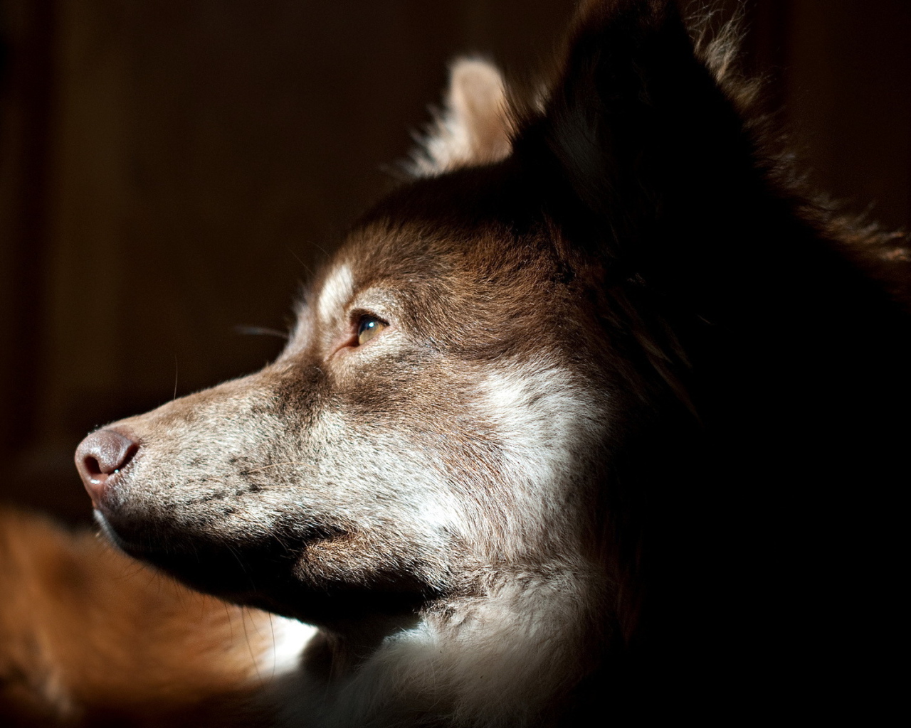 Собачья морда