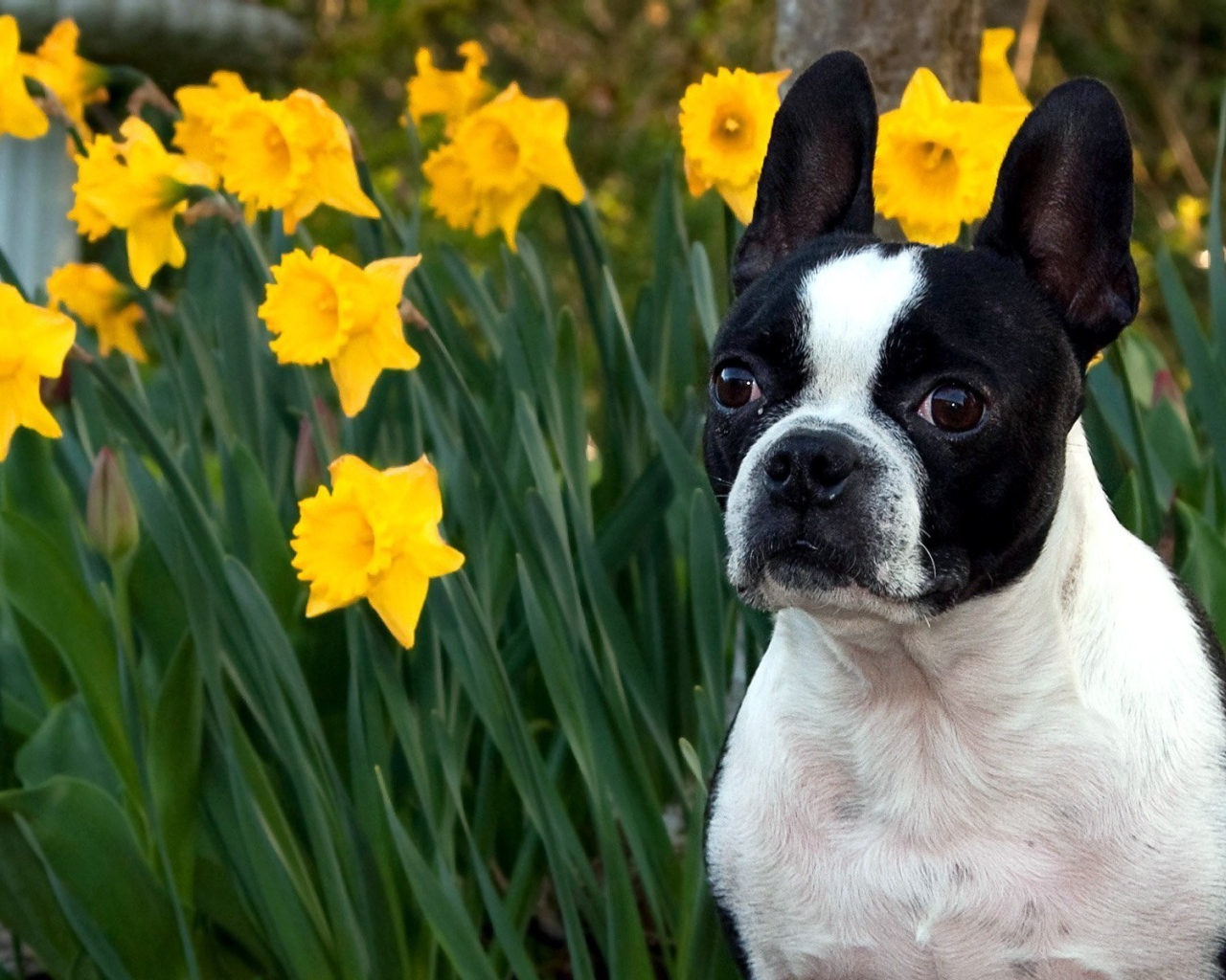 Собака у желтых цветков