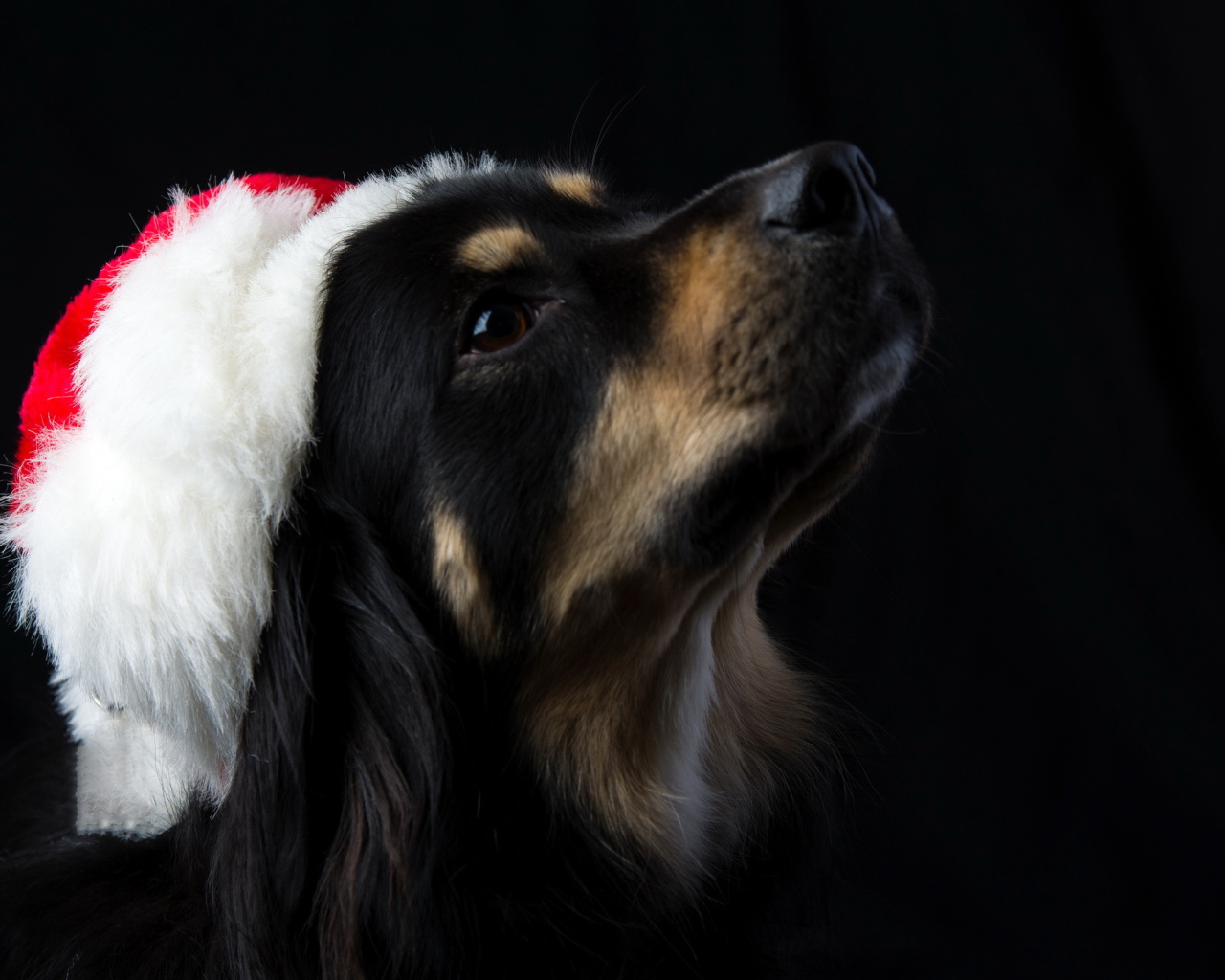 Собака на черном фоне