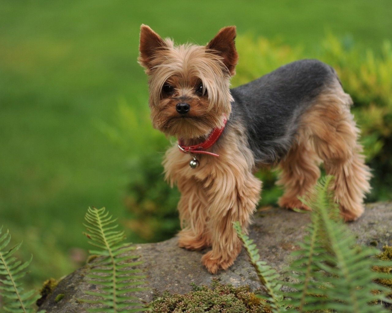 Собака на камне