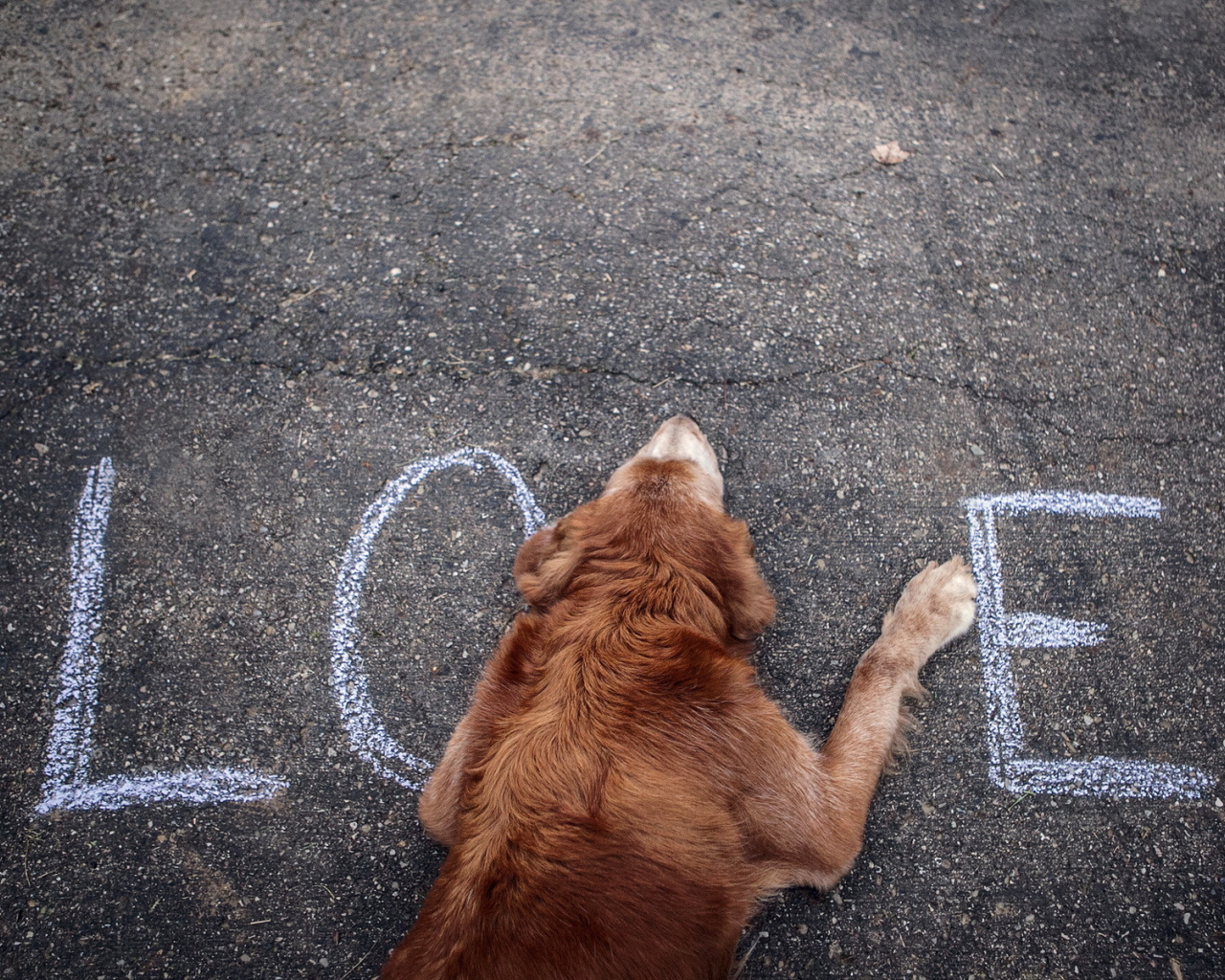 Собака на асфальте