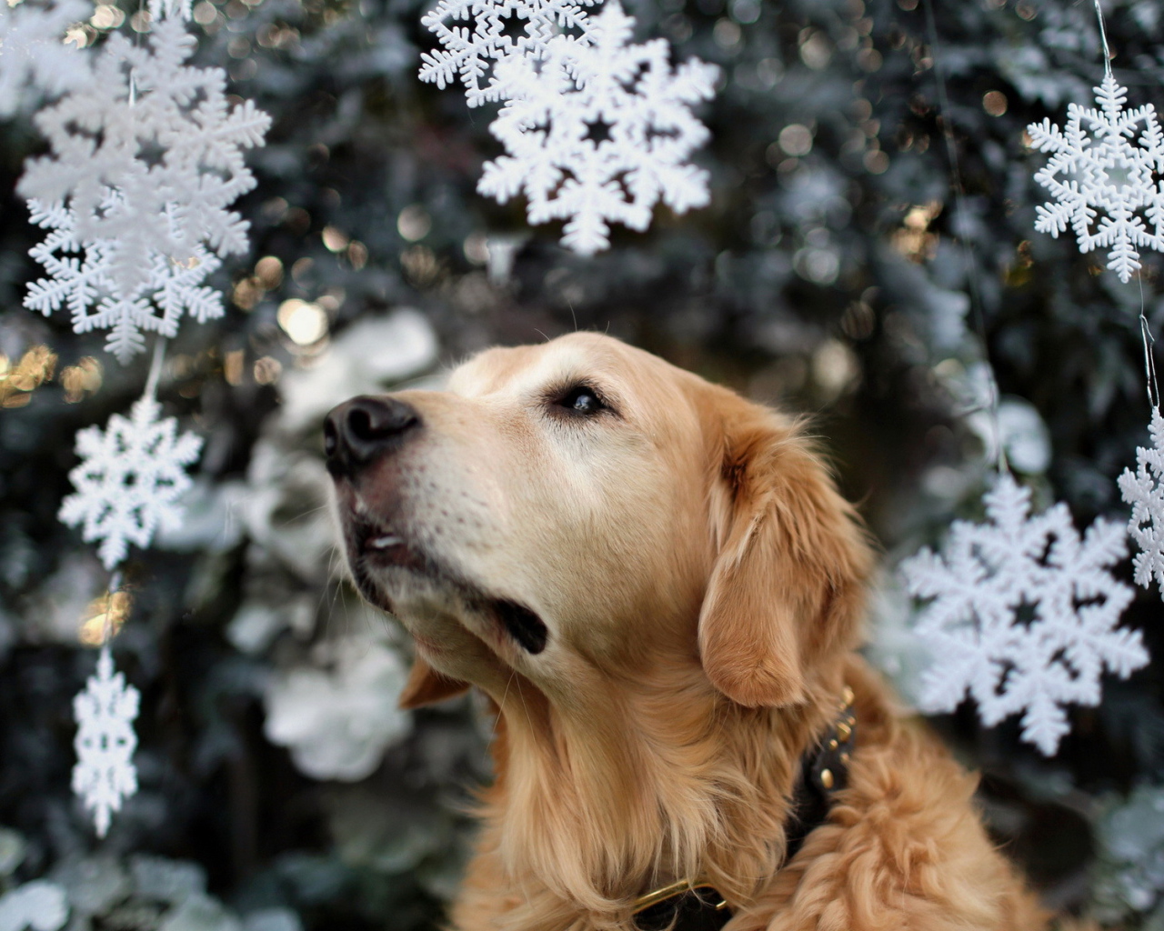 Собака на празднике