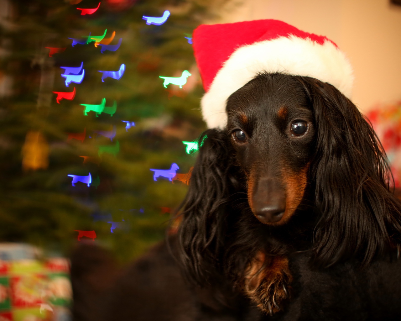 Собака на празднике