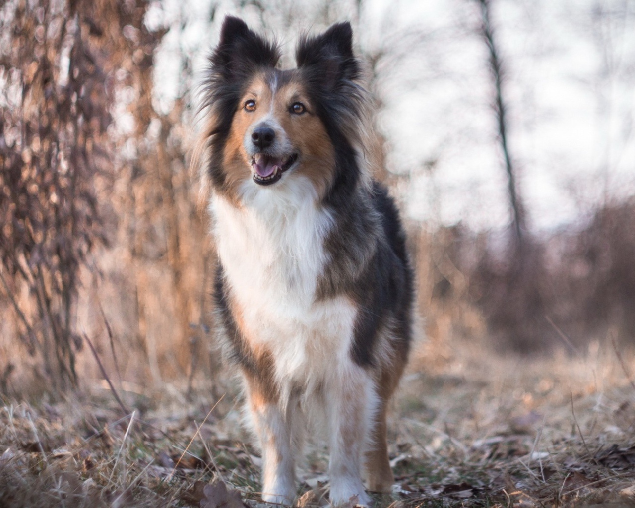 Cобачка на сухой траве