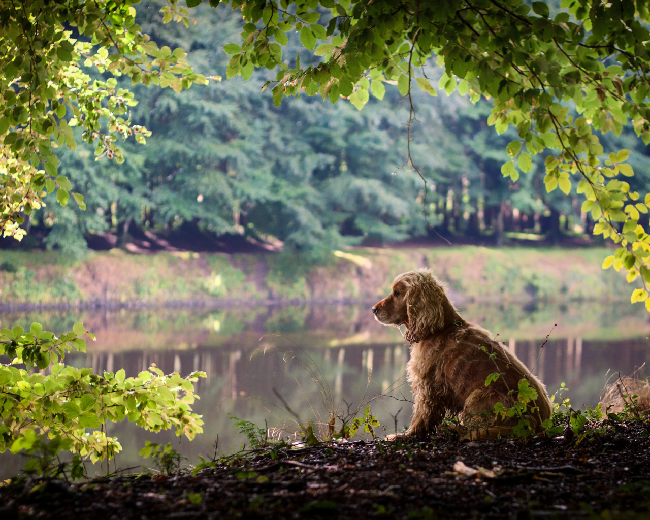 Собака на берегу