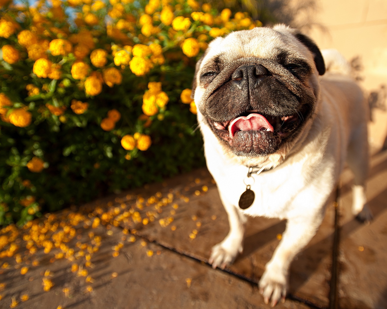 Собака мопс