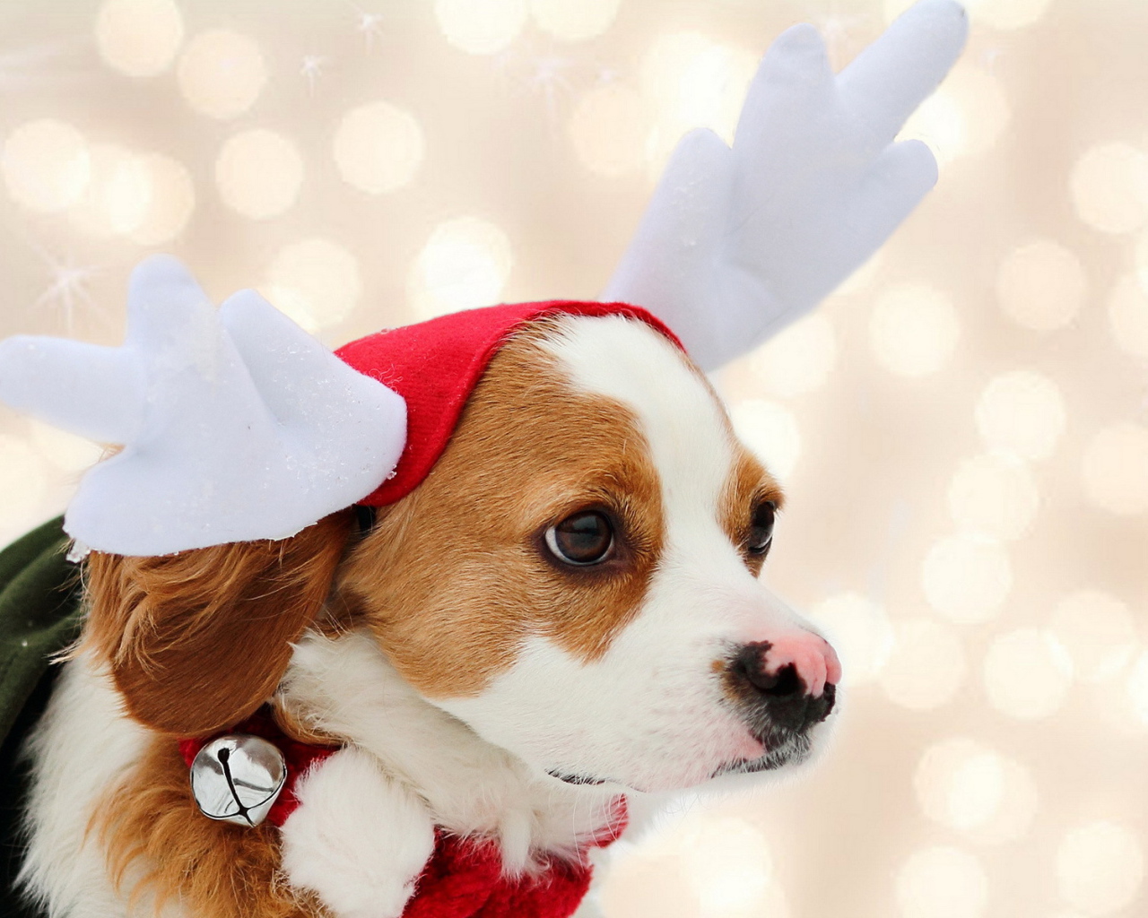 Собака в костюме оленя