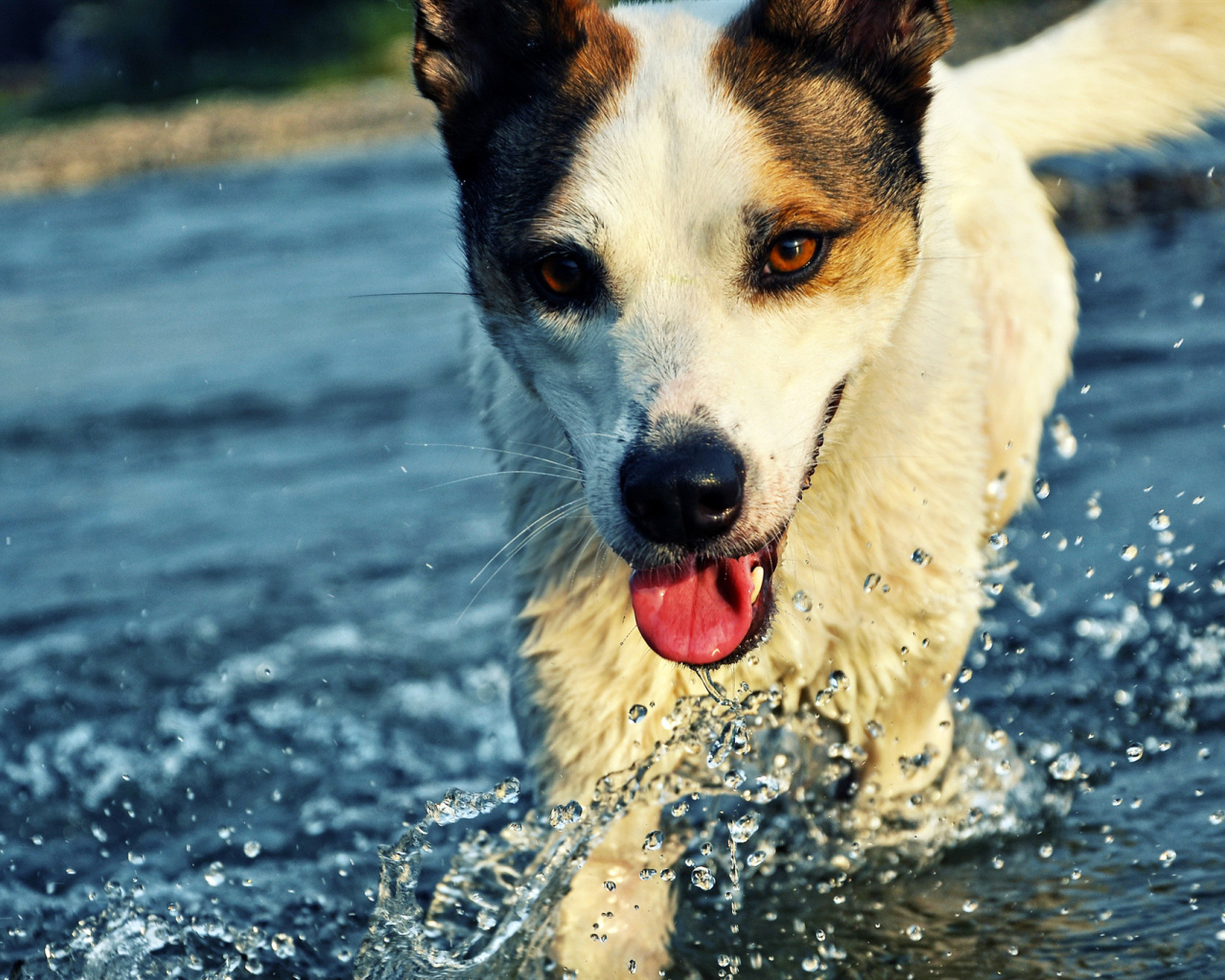 Собака бежит по воде