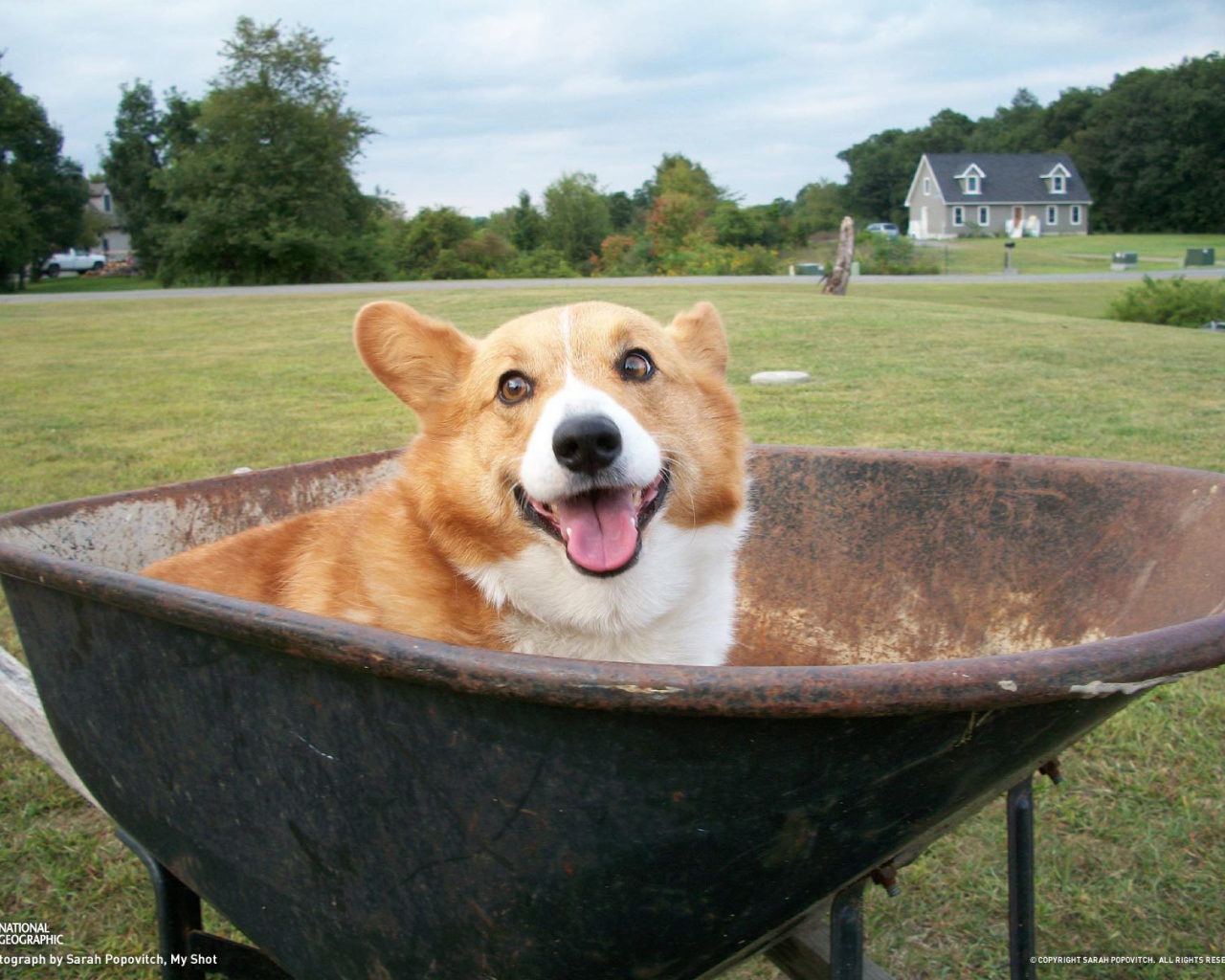 Собака вельш-корги в тачке