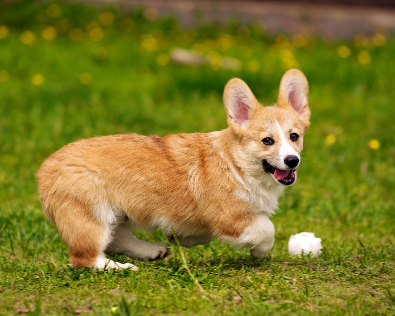 Собака вельш-корги играет с мячом