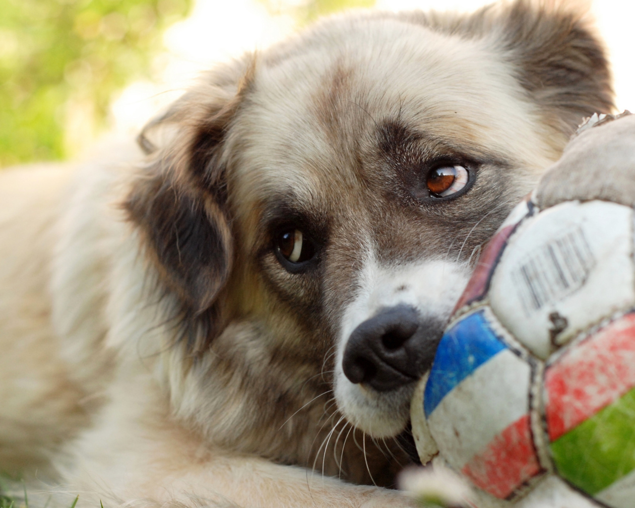 Собака с мячом