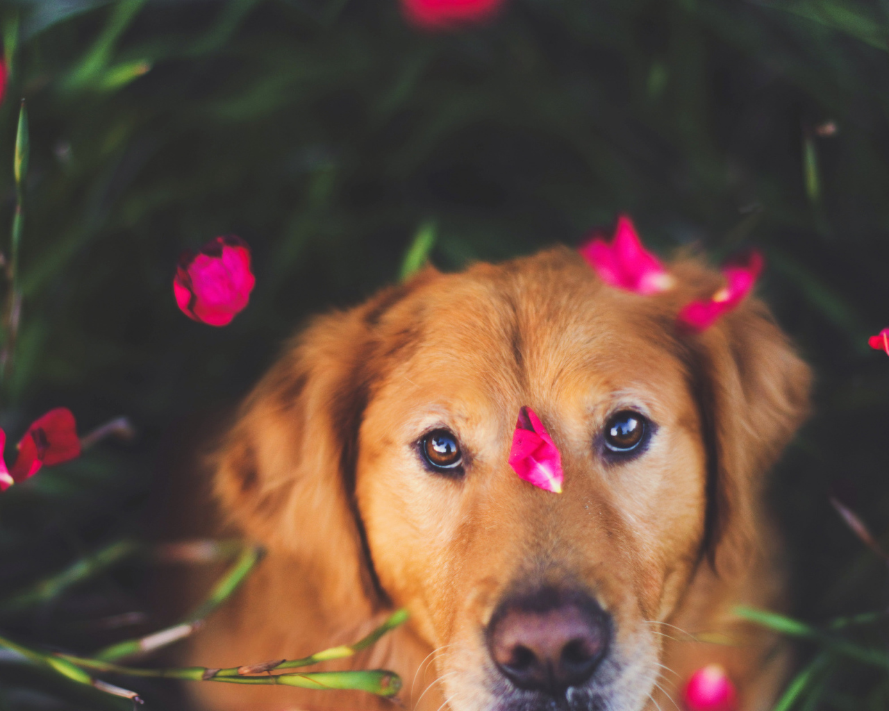 Собака с лепестками