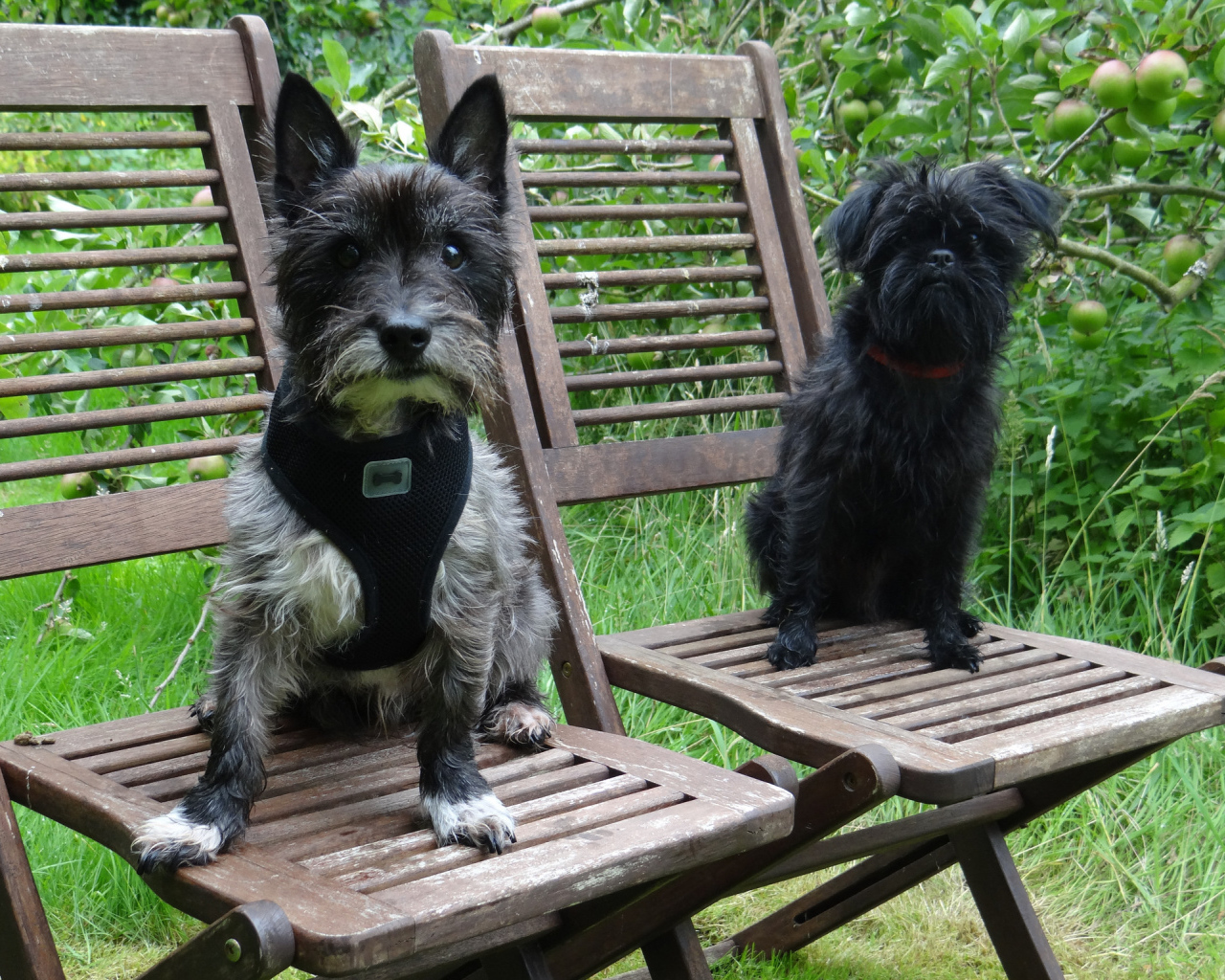 Собаки аффенпинчер на стульях