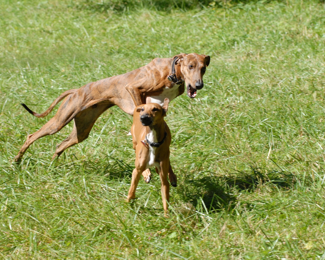 Собаки азавак играют