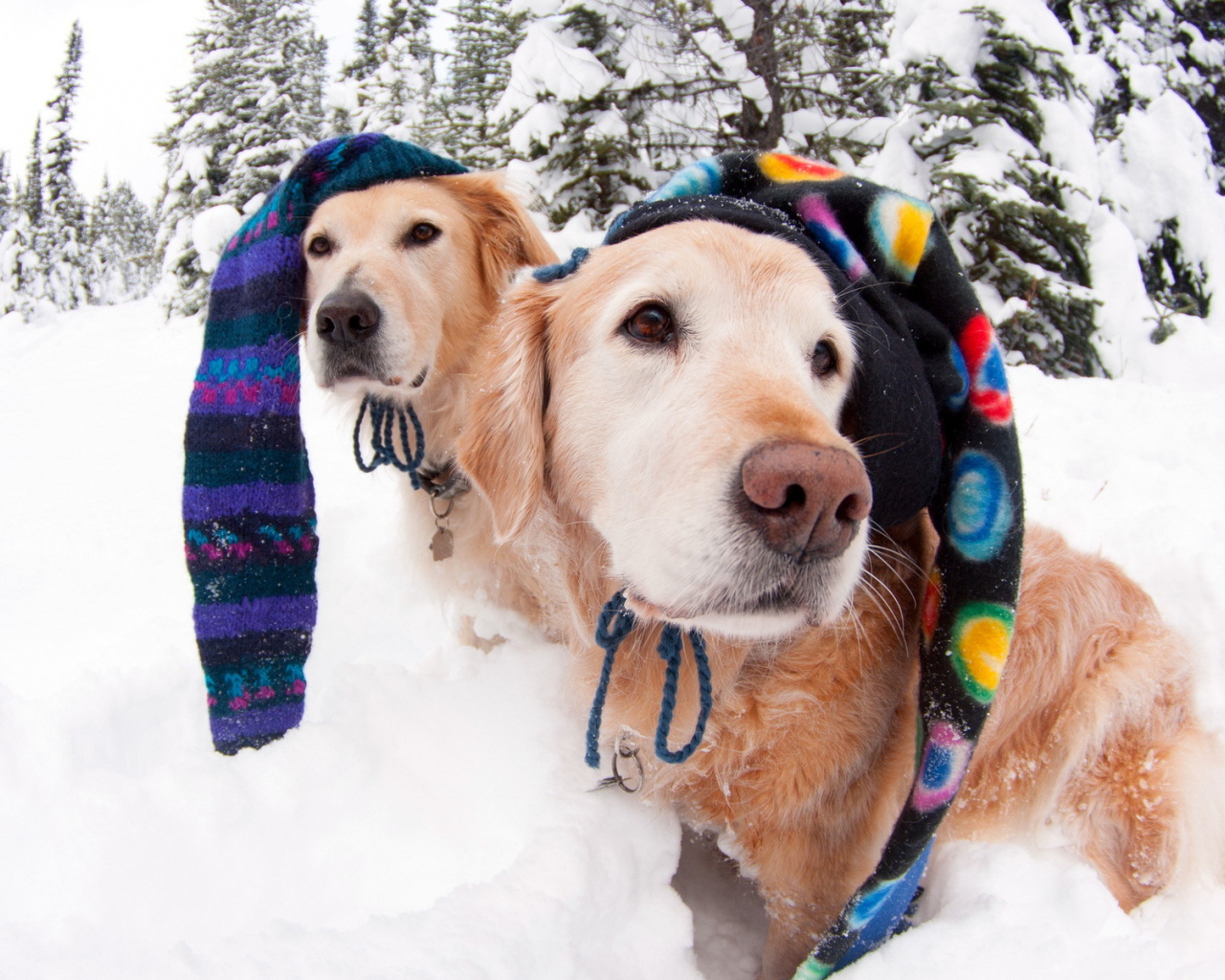 Собаки в зимних шапках