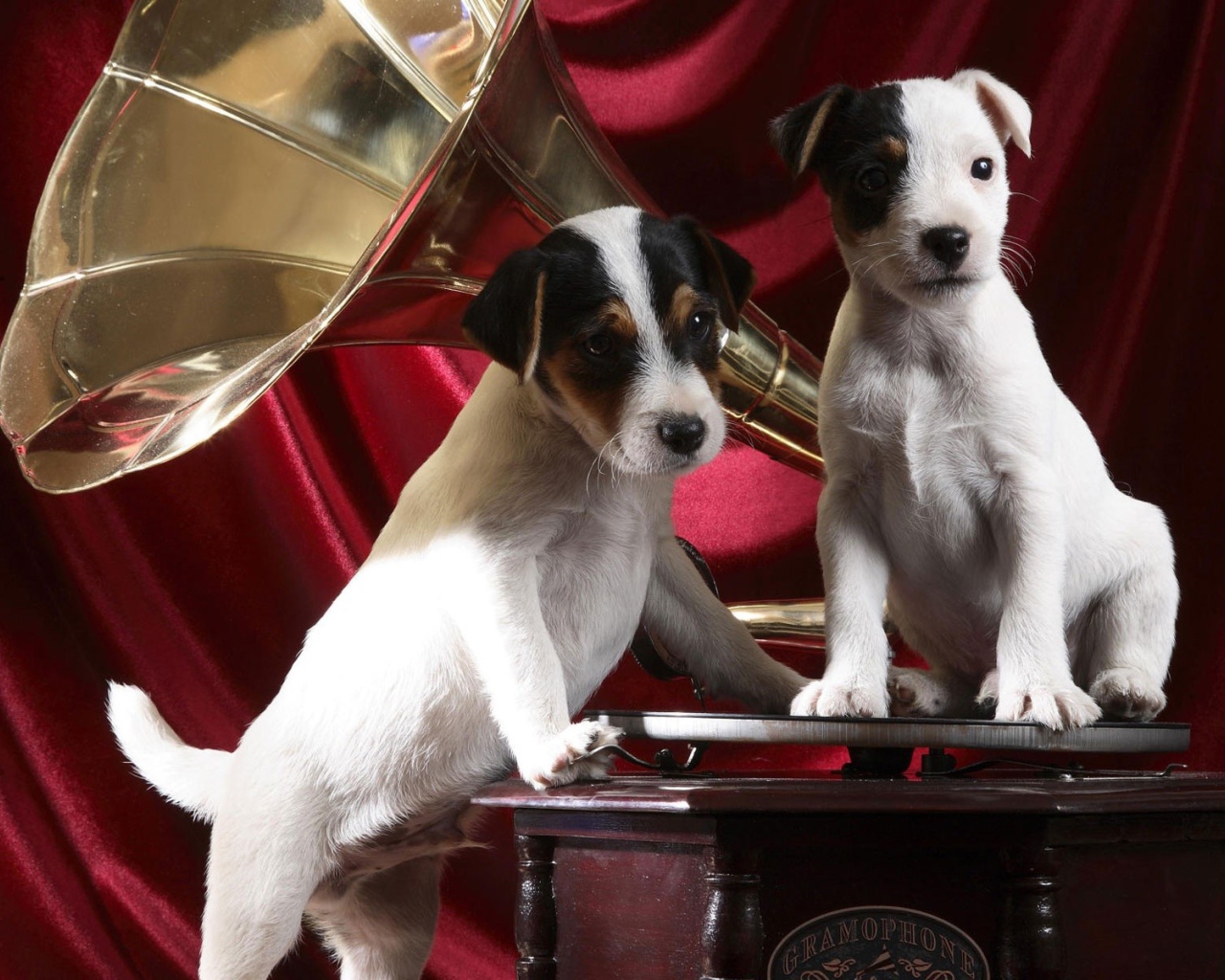 Собаки на грамофоне