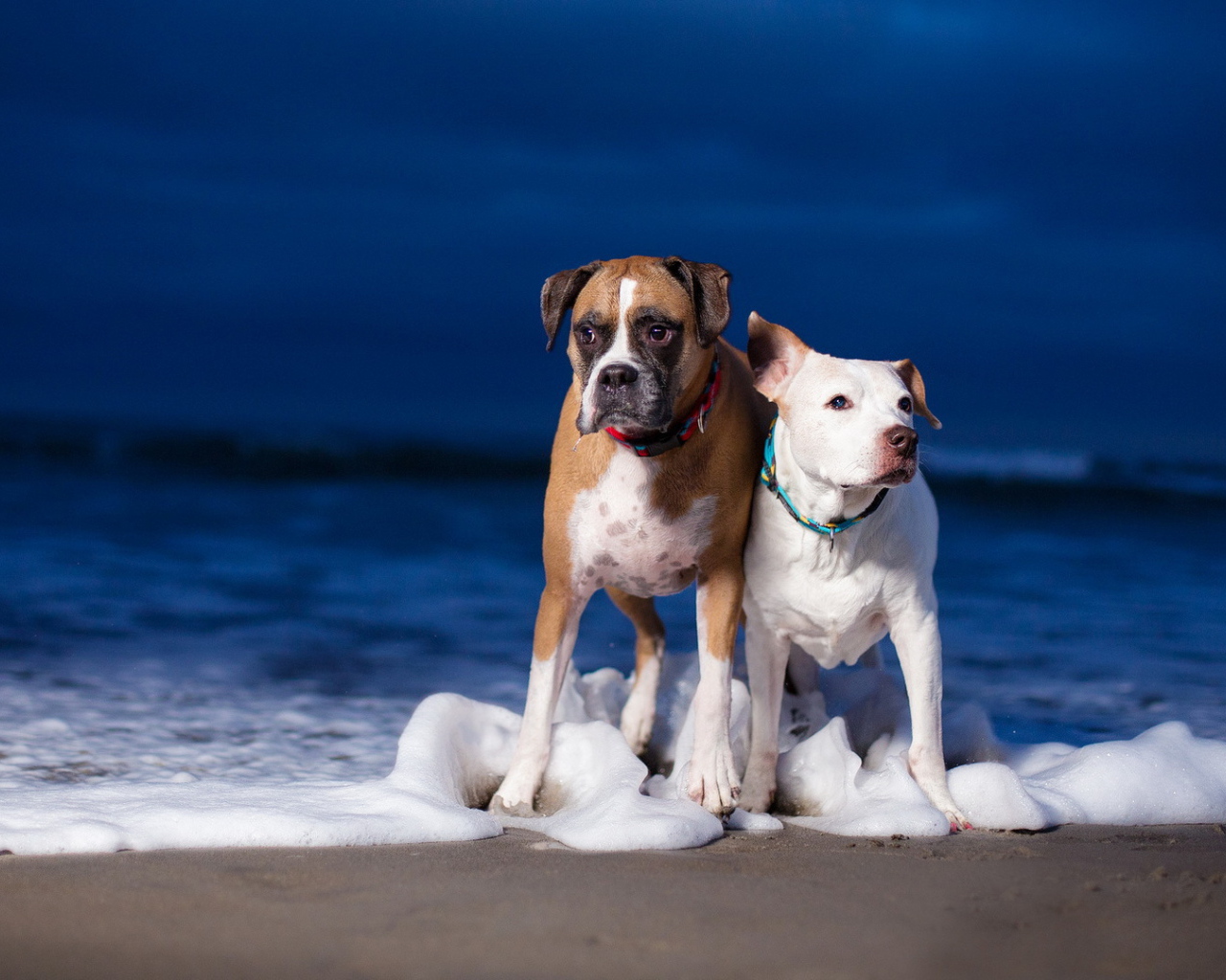 Собаки на пляже