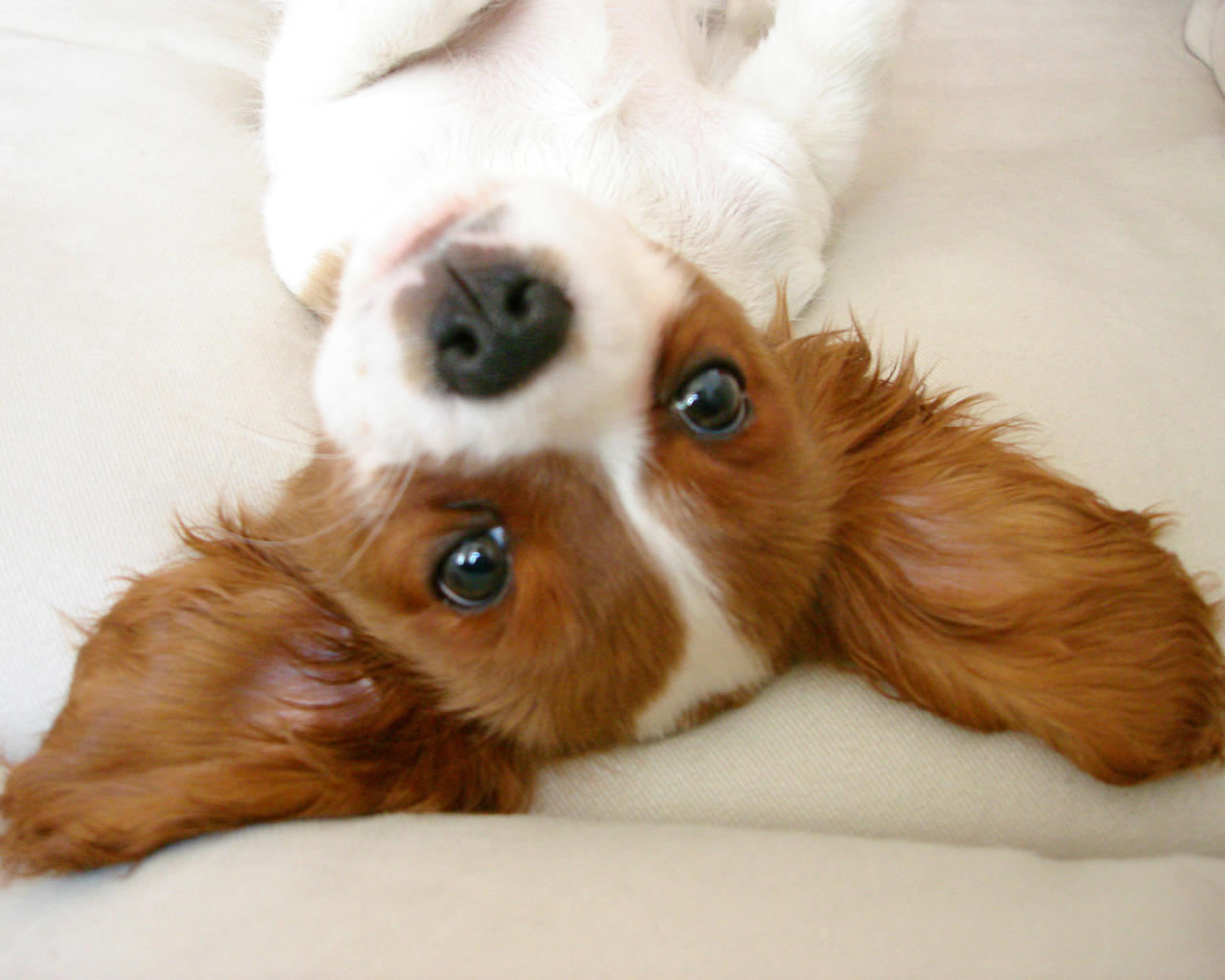 Ушастый кавалер кинг чарльз спаниель