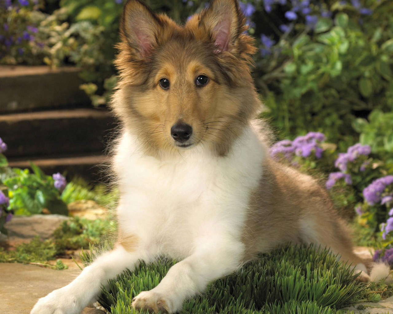 Ушастый щенок колли