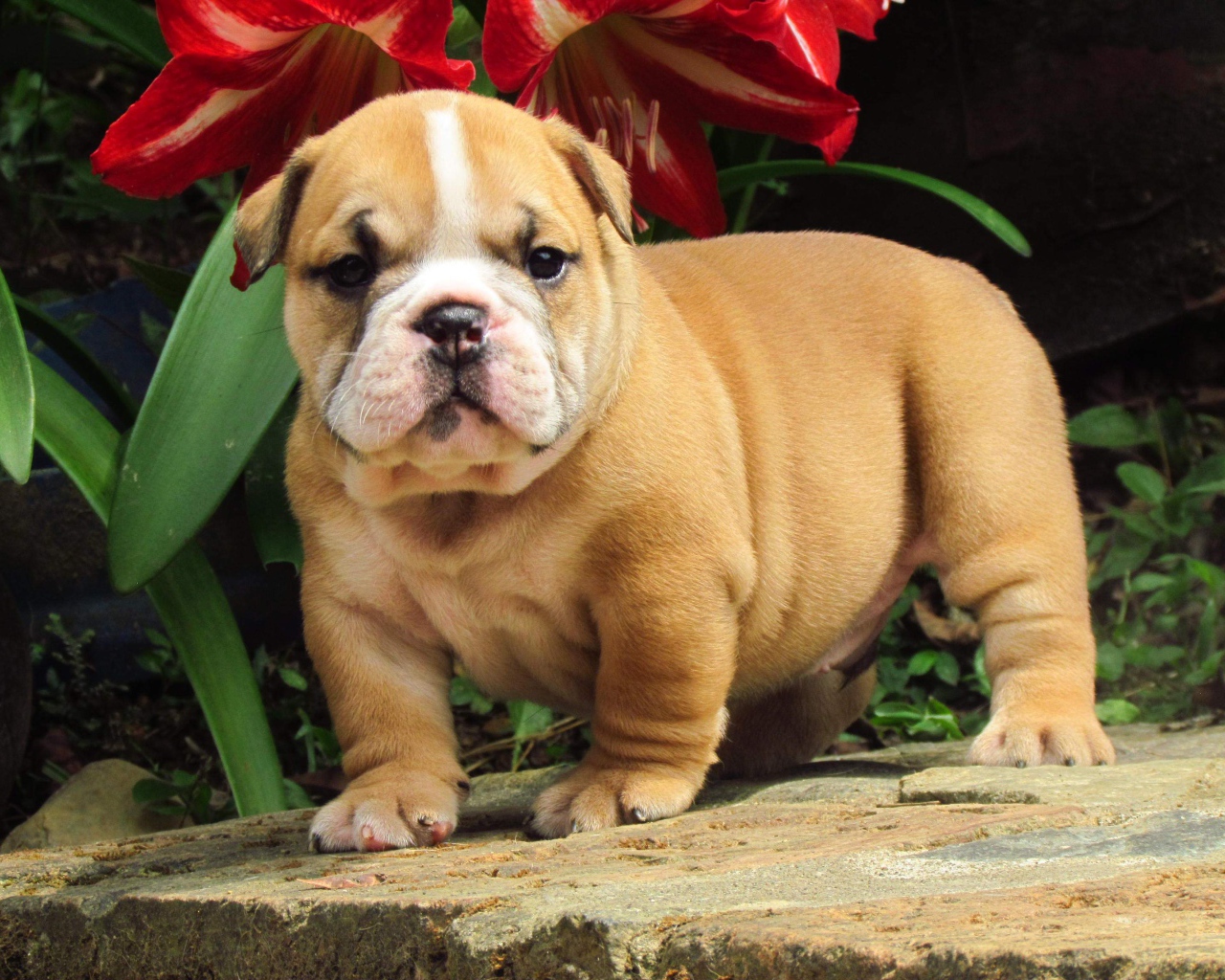 Английский бульдог под цветком