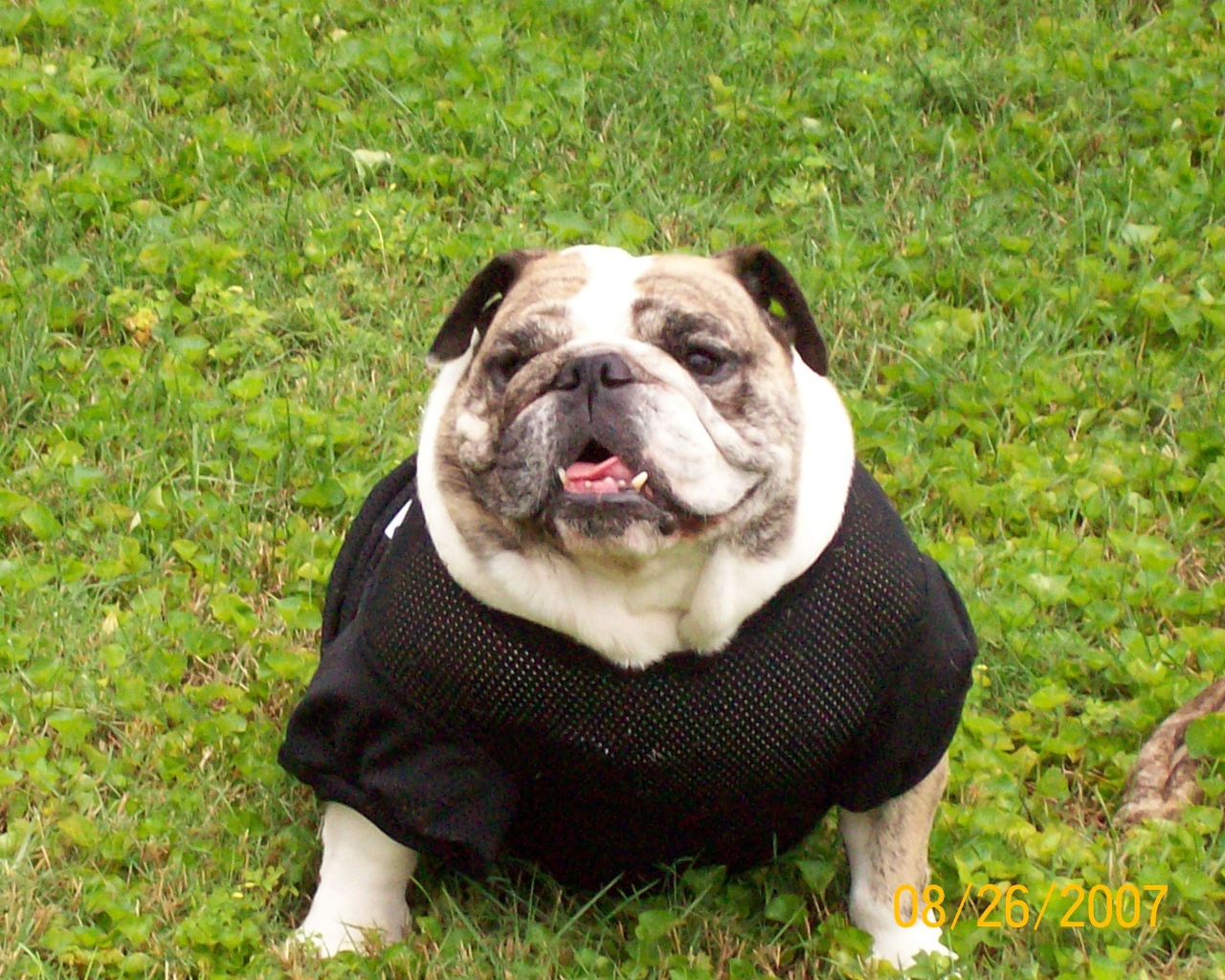 Английский бульдог в одежде