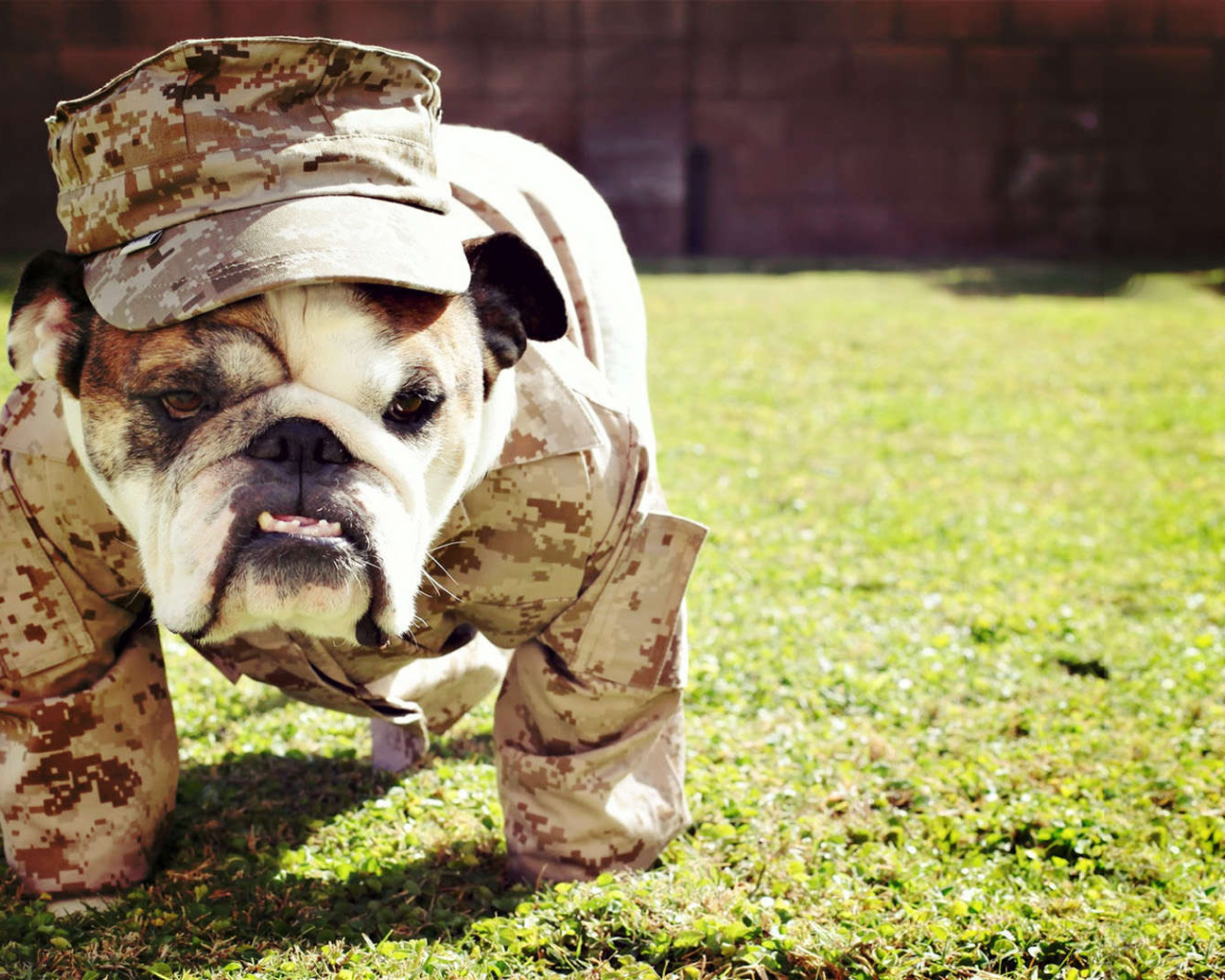 Английский бульдог в военной форме
