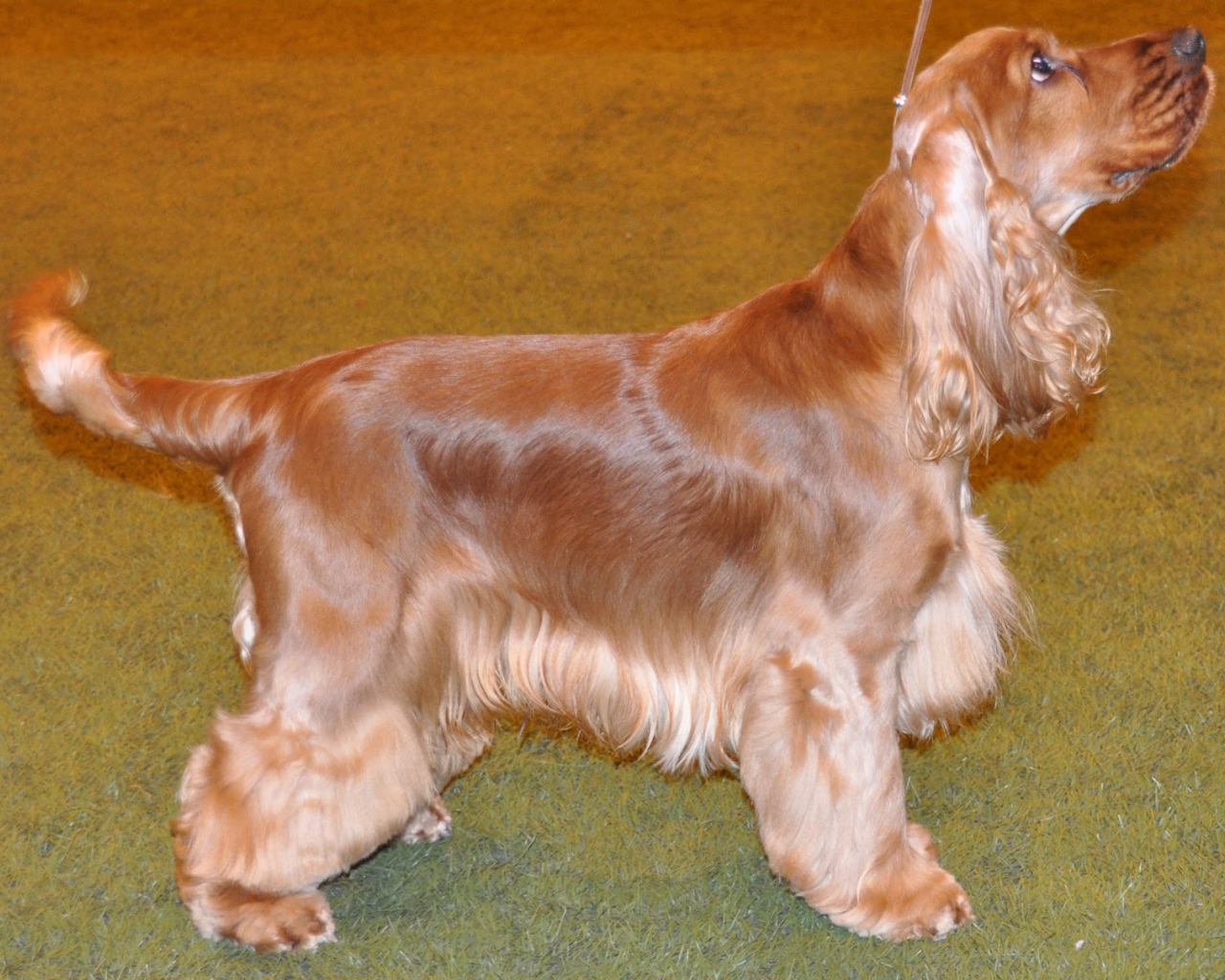 Английский кокер спаниель смотрит на хозяина