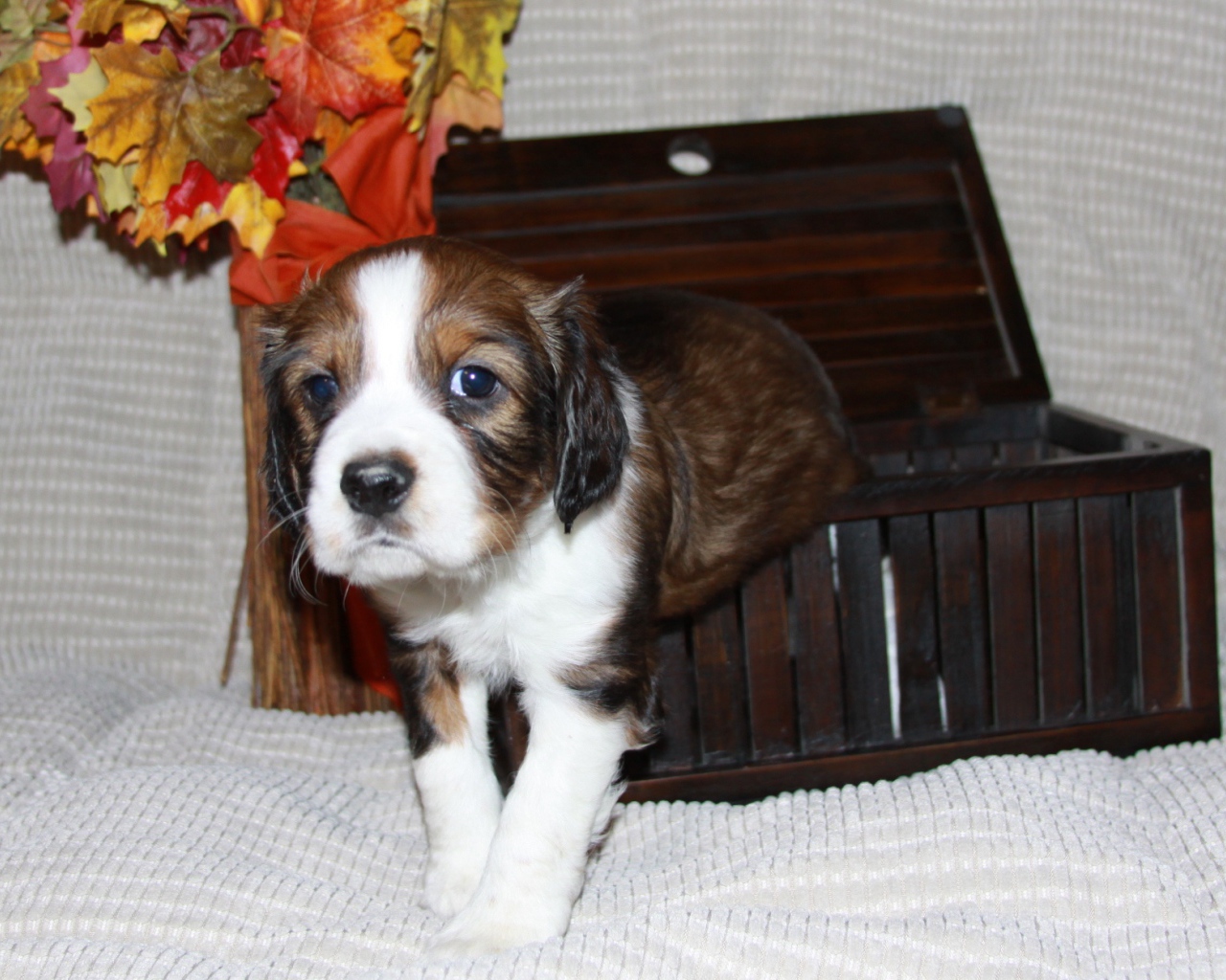 Собака английский спрингер спаниель вылез из корзинки