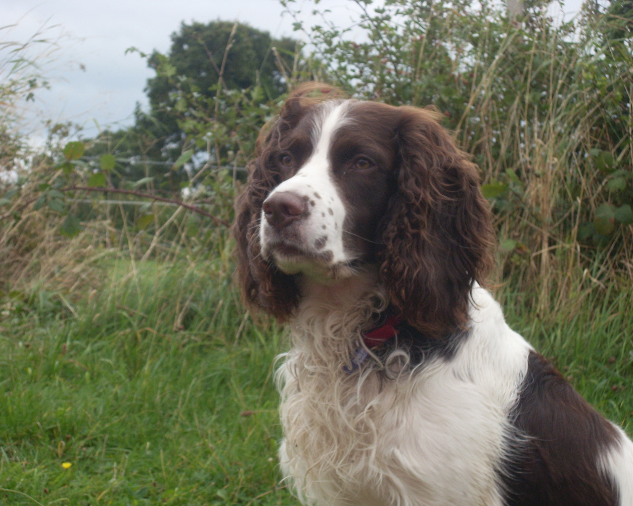 Английский спрингер спаниель на охоте