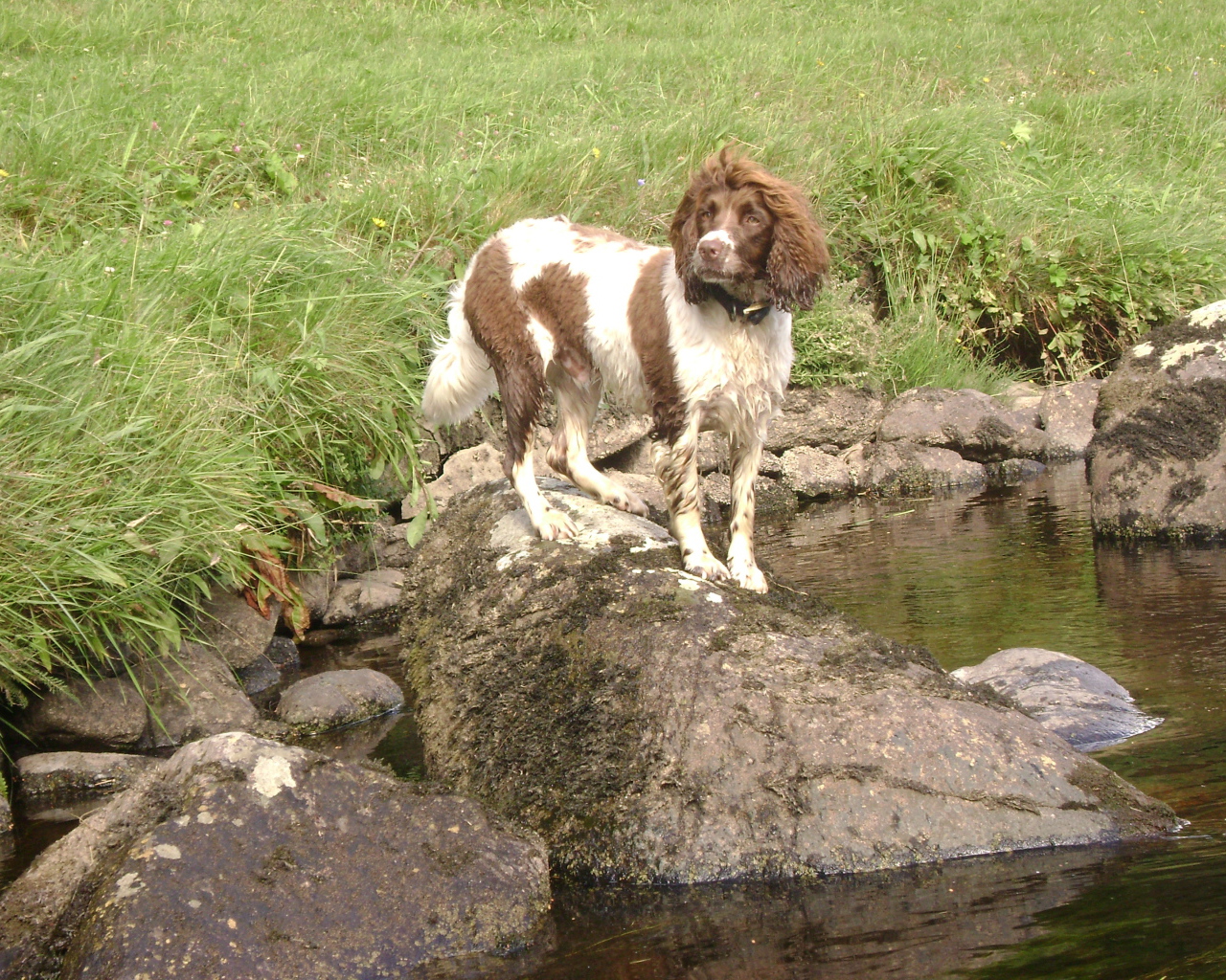 Английский спрингер спаниель на камне