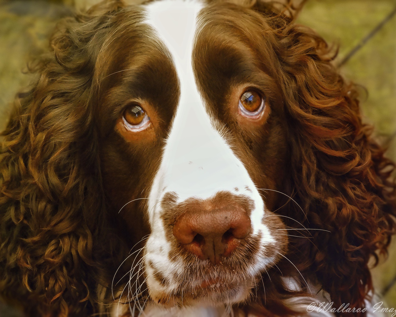 Доверчивый английский стрингер спаниель
