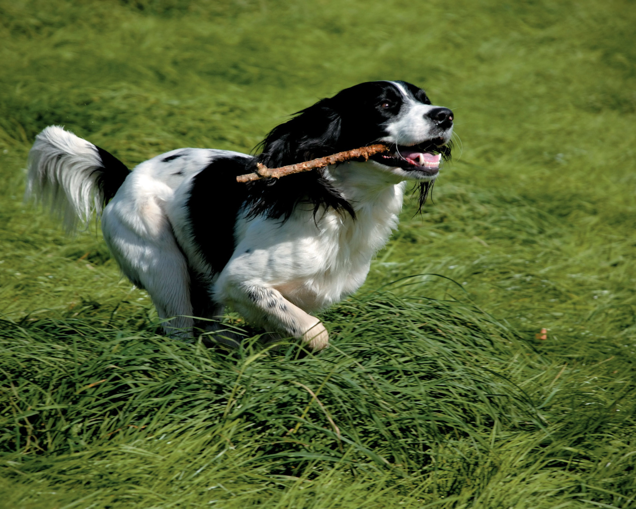Английский спрингер спаниель с палкой