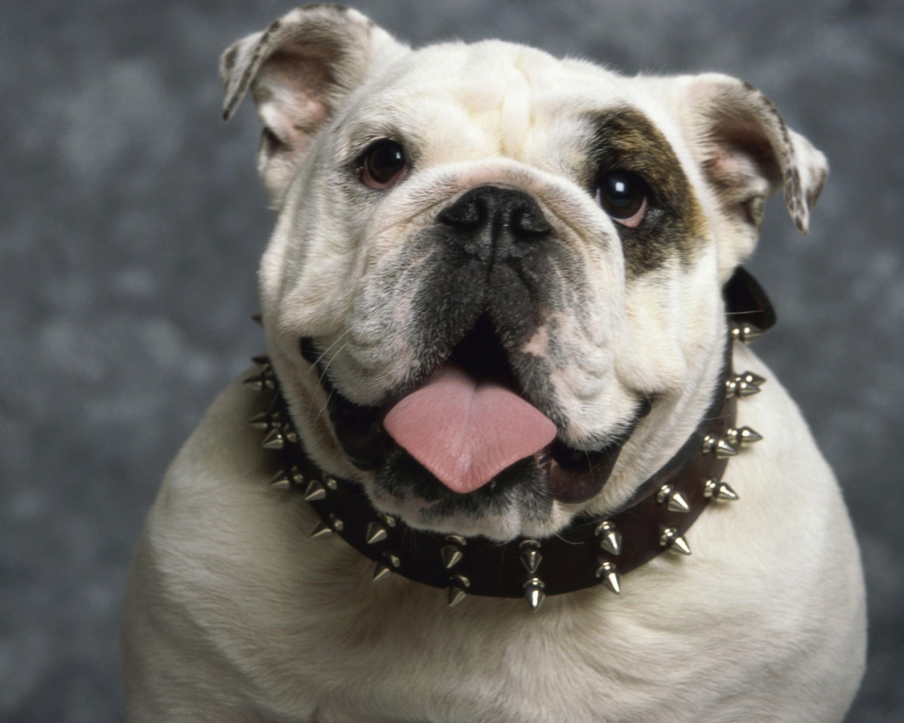 Английский бульдог 