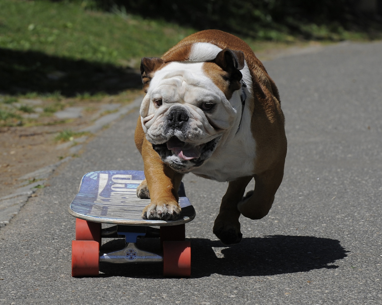 Английский бульдог на скейте