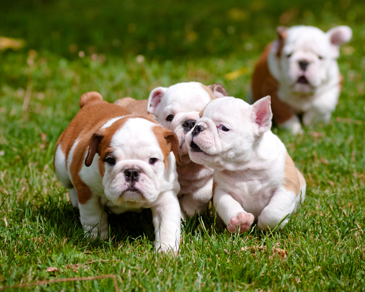 Маленькие щенки английского бульдога