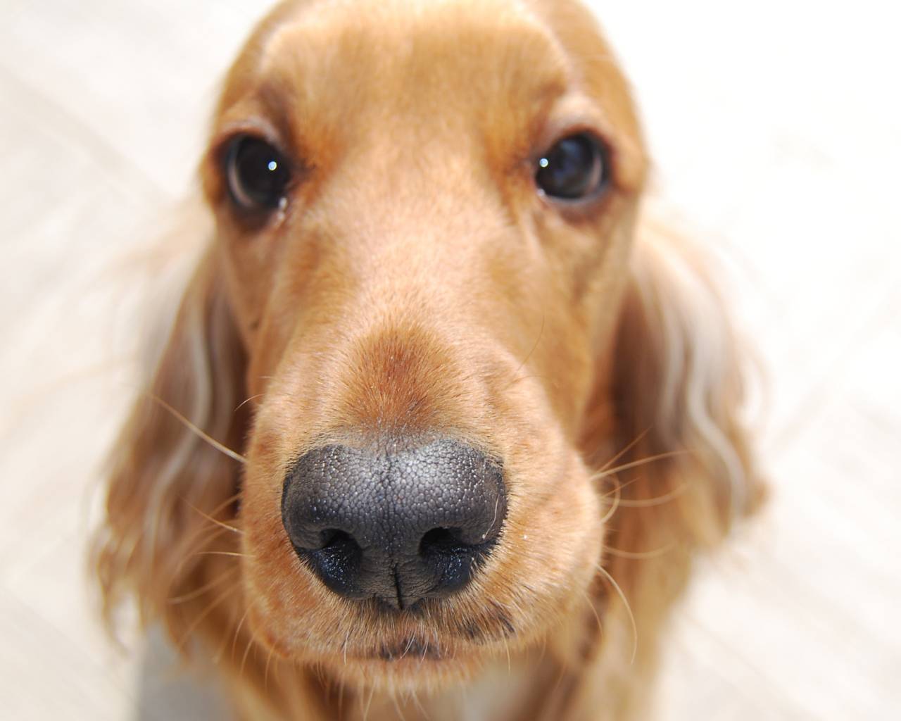 Английский кокер спаниель