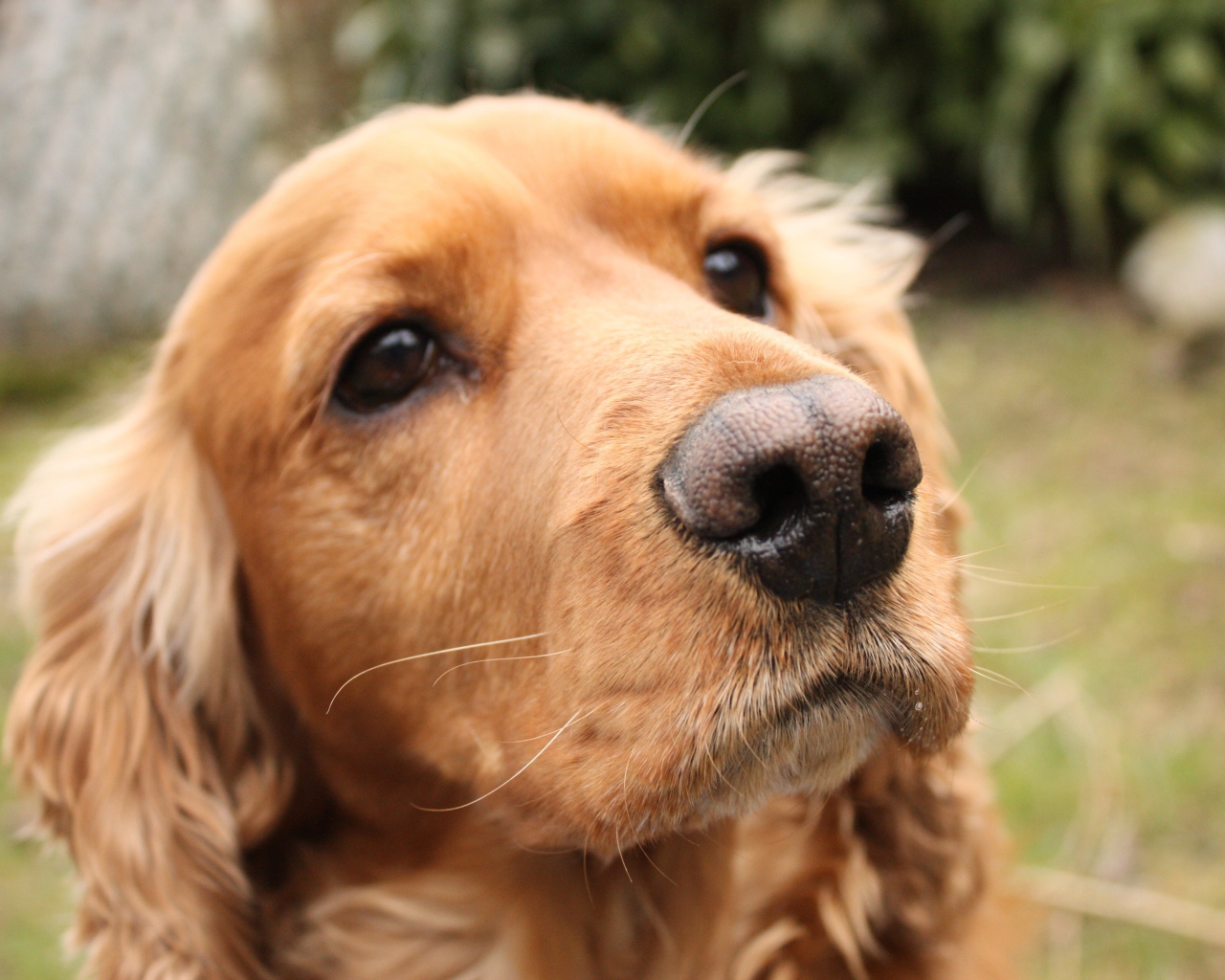 Выразительный взгляд спаниеля