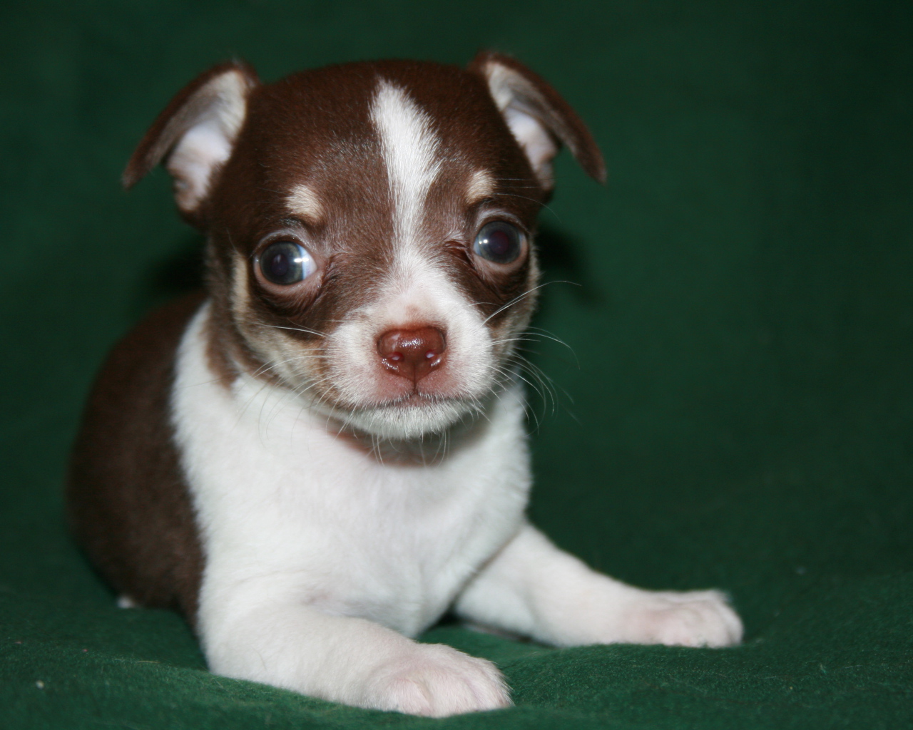 Глазастый щенок бивер йорк